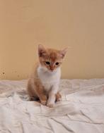 Twee schattige rode katertjes zoeken een gouden mandje., Kater