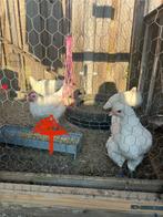 Poule de Bresse haantje 8 wk, Mannelijk, Kip