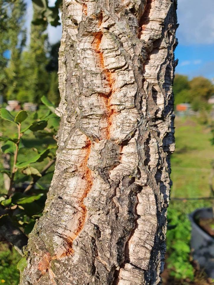 Quercus Suber / mediterrane kurkeik / halfstam / wintergroen, Tuin en Terras, Planten | Bomen, Bolboom, 400 cm of meer, Volle zon