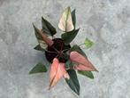 Homalomena Pink Diamond Ø14, Overige soorten, In pot, Minder dan 100 cm, Groene kamerplant