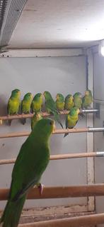 Te koop Citroenparkieten, Dieren en Toebehoren, Vogels | Parkieten en Papegaaien, Meerdere dieren, Parkiet, Geringd