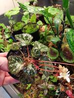 Begonia rhombicarpa Filippijnen kleine plant zeldzaam!, Ophalen of Verzenden, Overige soorten, Minder dan 100 cm