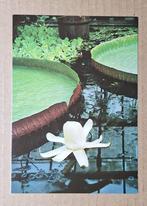 Leiden - Victoria amazonica in bloei in de Hortus Botanicus, Verzamelen, Ophalen of Verzenden, 1980 tot heden, Ongelopen, Zuid-Holland