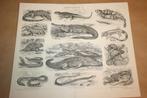 2 antieke prenten - Slangen, hagedissen, schildpadden etc, Ophalen of Verzenden, Voor 1940, Gebruikt