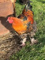 Brahma haan, Dieren en Toebehoren, Pluimvee