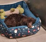 Choco toy poedel teefje, Poedel, 15 weken tot 1 jaar, CDV (hondenziekte), Teef