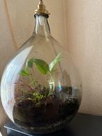 Planten terrarium met lampenfitting – Ø45 cm, H70 cm, Ophalen, Zo goed als nieuw
