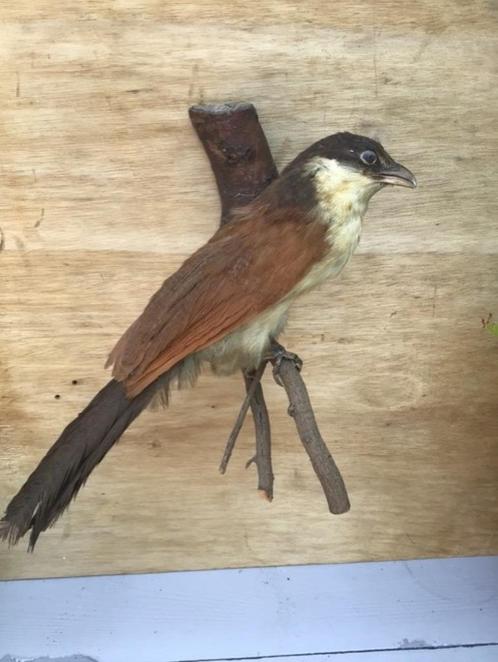 Opgezette vogel (Senegalese spoorkoekoek), Verzamelen, Dierenverzamelingen, Opgezet dier, Vogel, Ophalen of Verzenden