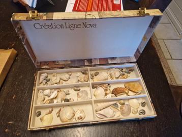 Mooie Schelpen Doos - Verzameling beschikbaar voor biedingen