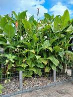 Canna Altenteinii zaden, Ophalen, Overige soorten, Volle zon