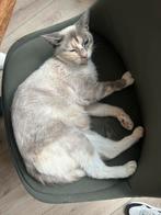 Poes zie beschrijving, Dieren en Toebehoren, Poes, 0 tot 2 jaar