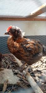 Mooie haantjes kruising maran x barnevelder, Dieren en Toebehoren, Pluimvee, Mannelijk, Kip