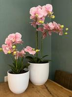 orchidee, Ophalen, Nieuw