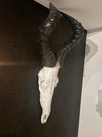 Gave schedel, Ophalen, Zo goed als nieuw