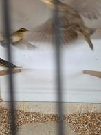 Napoleon wevers, Dieren en Toebehoren, Vogels | Overige Vogels, Meerdere dieren, Tropenvogel