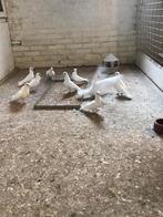 Figuritas. Wit, Dieren en Toebehoren, Meerdere dieren, Overige soorten