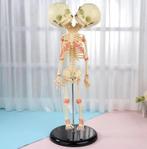 Siamese Tweeling Menselijk Anatomie Model / Skelet Geraamte, Diversen, Schoolbenodigdheden, Verzenden, Nieuw