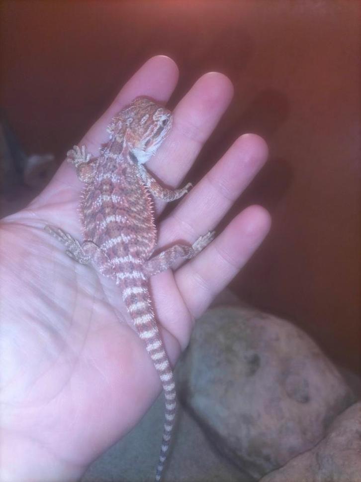 Baardagaam man, Dieren en Toebehoren, Reptielen en Amfibieën, Hagedis, 0 tot 2 jaar, Tam