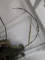 2 wandelende takken, Wandelende tak