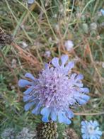 Scabiosa vaste plant zaden, Tuin en Terras, Bloembollen en Zaden, Ophalen of Verzenden, Volle zon