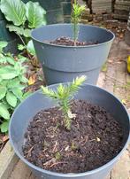 Slangenden (apenboom) of Araucaria, Minder dan 100 cm, Overige soorten, In pot, Ophalen of Verzenden