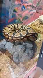 Ball python 0.1 terrarium or with out, Dieren en Toebehoren, Reptielen en Amfibieën