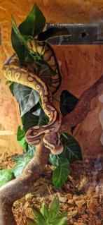 Mystic stranger yb pastel pos het clown, Dieren en Toebehoren, Reptielen en Amfibieën, Slang, 0 tot 2 jaar