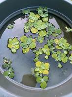 Vijver aquarium drijfplanten watersla mosselplant, Ophalen of Verzenden, Nieuw, Plant(en), Steen of Hout