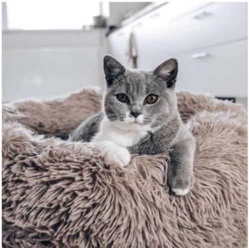 2x district70 FUZZ mand voor kat & hond en reistasjes, Dieren en Toebehoren, Kattenmanden, Nieuw, Ophalen of Verzenden