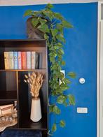 Hangplant Efeutute, Ophalen, 100 tot 150 cm, Overige soorten, Halfschaduw