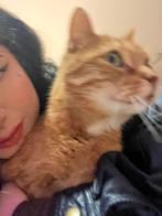 Kater zoekt met spoed nieuw plekje, Dieren en Toebehoren, Kater, Kortharig, 3 tot 5 jaar
