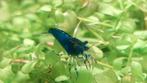 Blue Dream garnalen, Dieren en Toebehoren, Vissen | Aquariumvissen, Kreeft, Krab of Garnaal