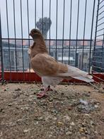 Italiaanse meeuw duivin, Vrouwelijk, Overige soorten