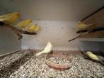 Mooie kanaries, Dieren en Toebehoren, Meerdere dieren, Kleurkanarie