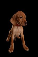 Vizsla pups, Parvo, Overige rassen, 8 tot 15 weken, Meerdere