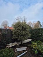 Boom en struik gratis af te halen in Waalwijk, Ophalen, Bloeit niet, Halfschaduw, Overige soorten