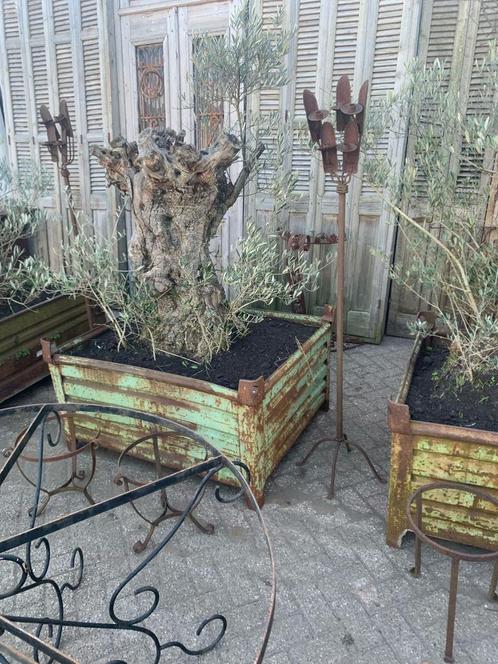 Oude olijfbomen in ijzere bakken en tuindecoratie schommel, Tuin en Terras, Planten | Bomen, Overige soorten, Halfschaduw, Bloeit niet