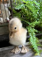 Pasen ; Kuikentje taxidermi, Ophalen of Verzenden