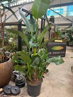 Strelitzia Nicolai XXL Kamerplant, Ophalen, Overige soorten, Halfschaduw, In pot