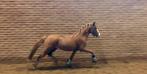 Super knappe Welsh B hengst, Hengst, 3 tot 6 jaar