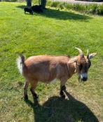 Vierjarige bonte dwerggeit, Dieren en Toebehoren, Schapen, Geiten en Varkens, Vrouwelijk, Geit