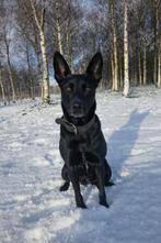 Mechelse herder teef, Dieren en Toebehoren, 6 jaar of ouder, Parvo, Teef, Eén hond