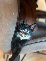 Lapjes poes, Dieren en Toebehoren, Katten en Kittens | Overige Katten, Poes