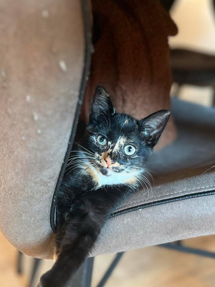 Lapjes poes, Dieren en Toebehoren, Katten en Kittens | Overige Katten, Poes