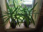 2 mooie Yucca kamerplanten met pot, Groene kamerplant, Ophalen, Yucca, Minder dan 100 cm