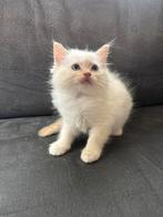 Prachtige Ragdoll kittens te koop, Poes, Met stamboom