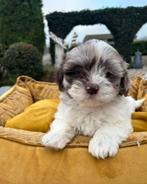 Boomer x Labradoodle mini pups, Nederland, Overige rassen, 8 tot 15 weken, Meerdere