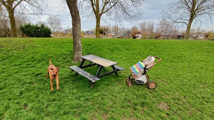 Hondenopvang. Vakantie of dag opvang voor je hond, Diensten en Vakmensen, Dieren | Honden | Verzorging, Oppas en Les, Particuliere oppas