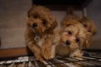 Exclusieve Maltipoo Pups, Rabiës (hondsdolheid), 15 weken tot 1 jaar, Overige rassen, Meerdere