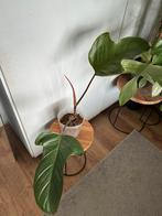 Philodendron Florida Bronze, Huis en Inrichting, Kamerplanten, Ophalen, Overige soorten, Minder dan 100 cm